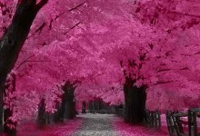 exotic-expanse-of-cherry-blossoms-in-Japan