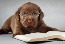 smart-dog