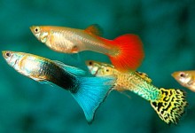 guppy